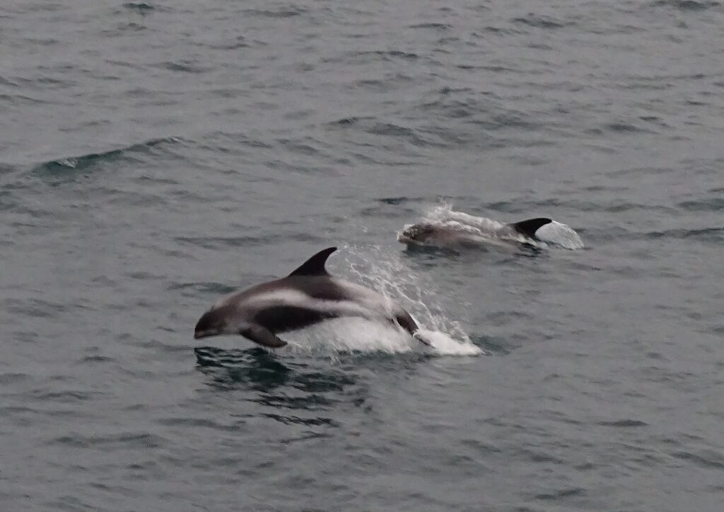 Two white beak Dolphins in the water. The one in the front is almost all body above the water and the one behind it has its head and dorsal vin out of the water. 