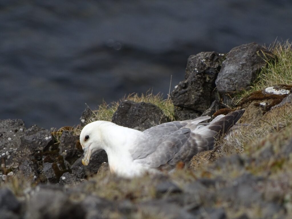 One Fulmar (Fulmarus glacialis) on its nest in the cliffside. 