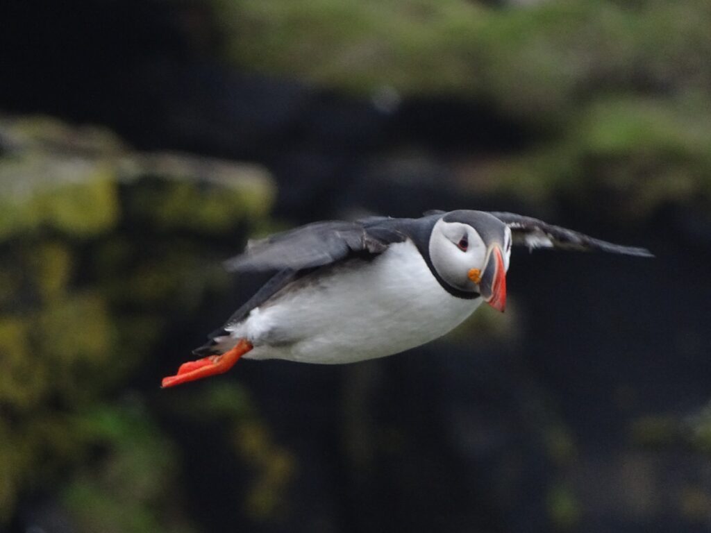 A Puffin floating mid air showing off its beautiful colours