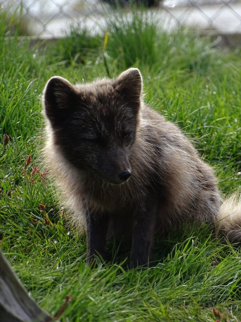 A brown arctic fox mid shed. It is going from its fluffy light brown coat to a thinner darker brown coat.