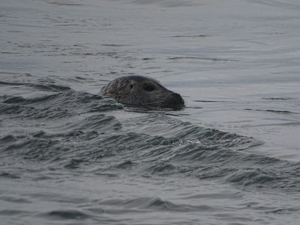 Grey seal in the waterline near Jökulsárlón. The upper part of its head is just above the water