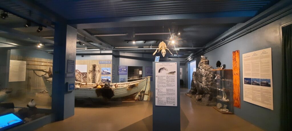 The exhibition of the Sea centre in Hvammstangi. It shows information sign and above the middle one hangs a seal skeleton. In the background you see a boat that they used to hunt seal. It is covered in hides. 