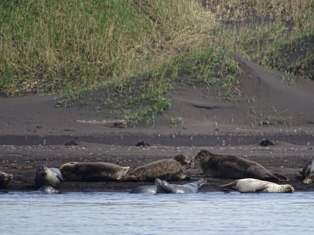 Grey seal laying on a black sand beach with Marram grass growing on the haps of sand in the background. In front of the few seals that are tanning, is one playing in the water.