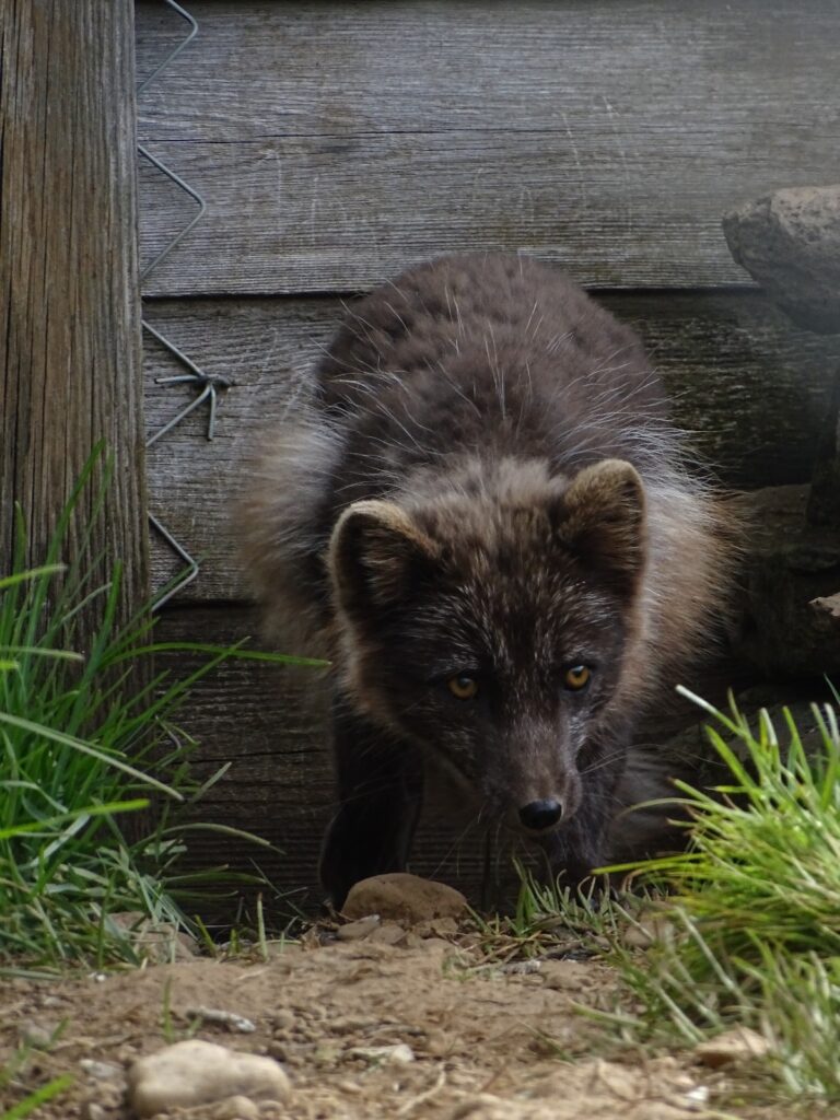 A curious little brown arctic fox with a few plumes of light brown wintercoat. It ''hides'' behind a little patch of grass in the corner of the enclosure of the Arctic Fox Centre. The wall of the wooden night shed is behind it. 