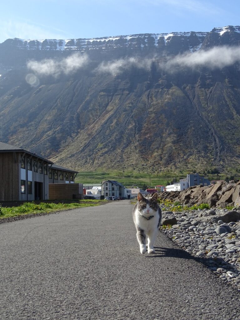 A grey and white cat, with a dark collar, struts down the asphalt road. On the left side there is some gravel covering the side of the harbour. On its other side there a few houses and in the back there is a flattop mountain with a few spots of snow. 