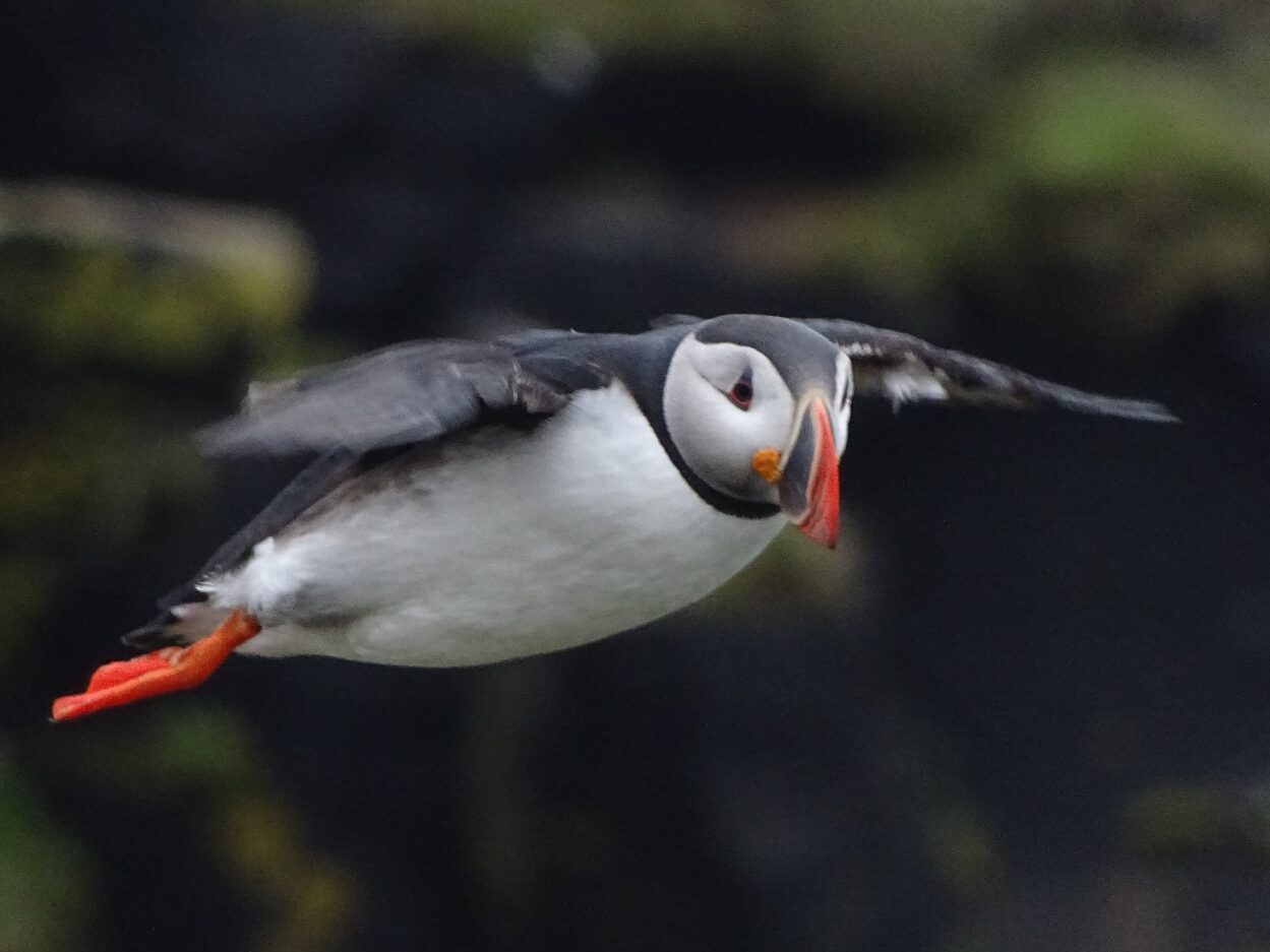 Floating puffin