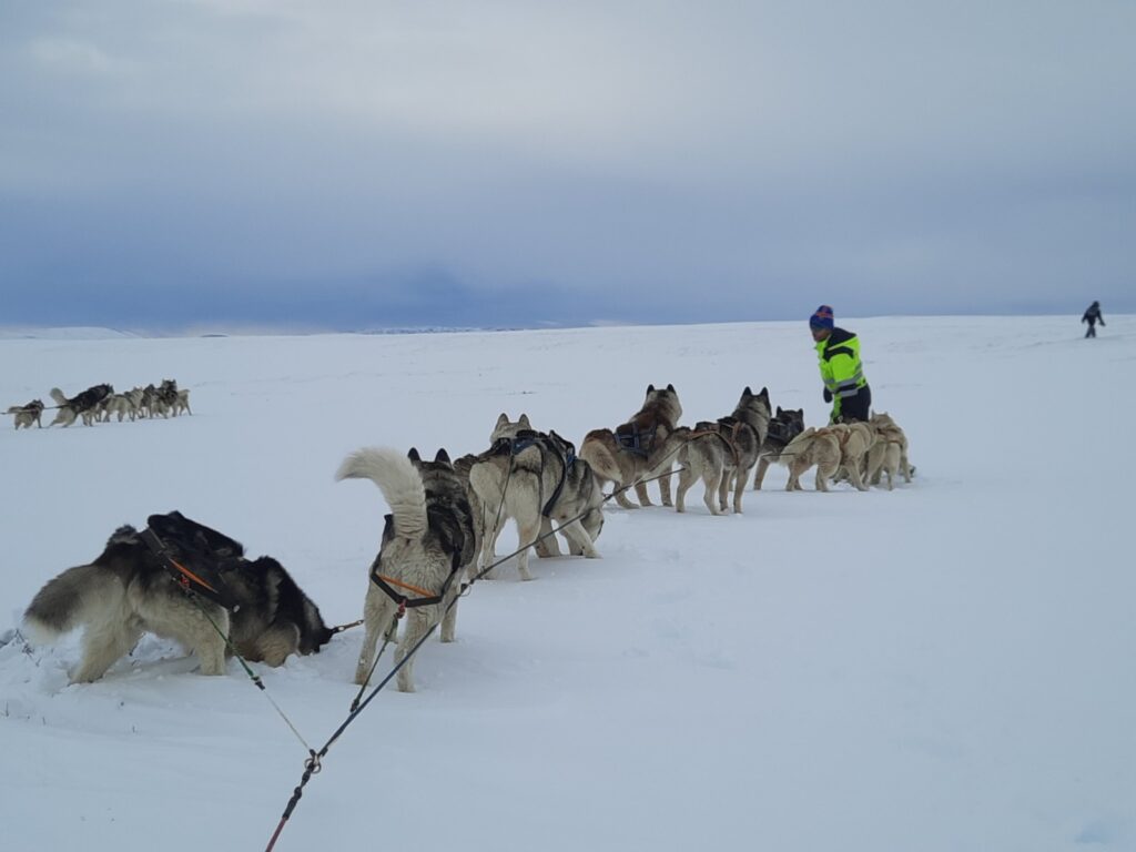 The dogs from our cart at Snow Dogs