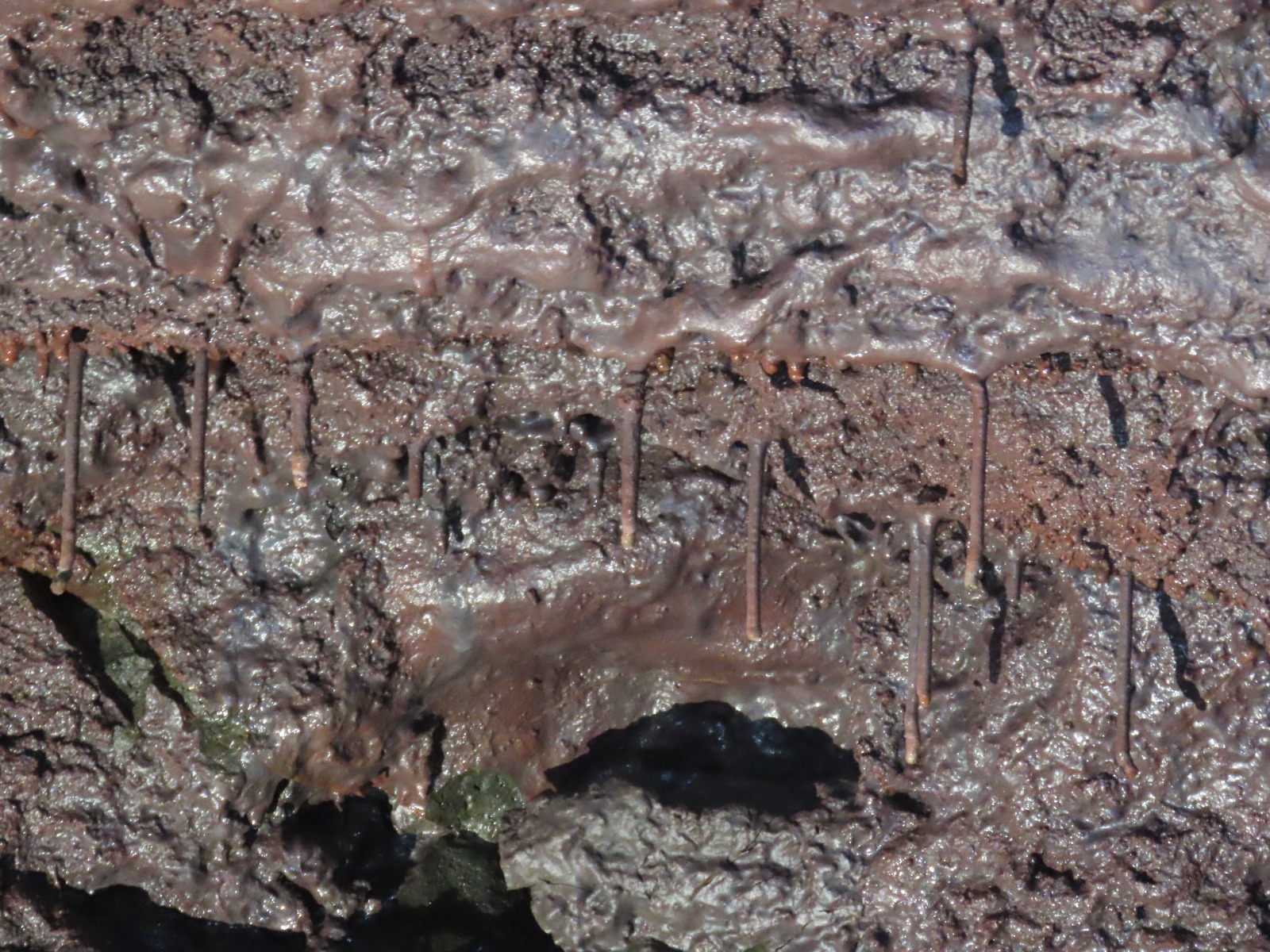 Brown lava stalactites